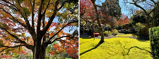 photos of autumn in Japan