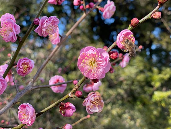 flowers on plum tree