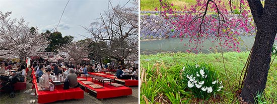spring in Japan