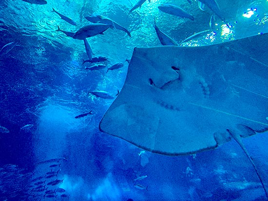 Okinawa aquarium