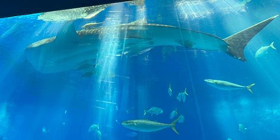 Okinawa aquarium