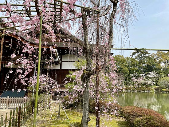 shrine garden at heian-jingu, kyoto