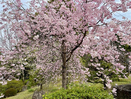 shrine garden at heian-jingu, kyoto