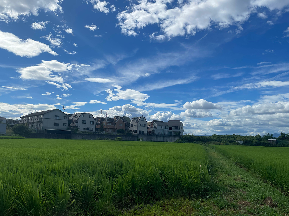 summer sky over rice field